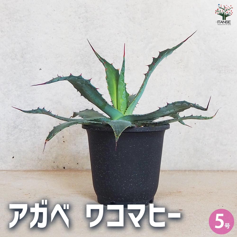 楽天市場】【送料無料】アガベ ワコマヒー 多肉植物 5号鉢 1個売り