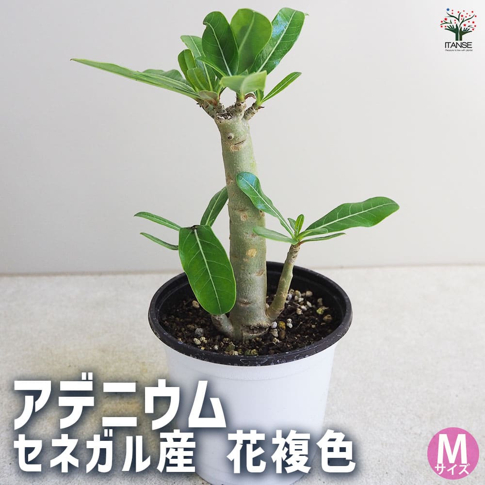 アデニウム」の人気商品一覧 | 安い商品を通販サイトから探す - 価格.com