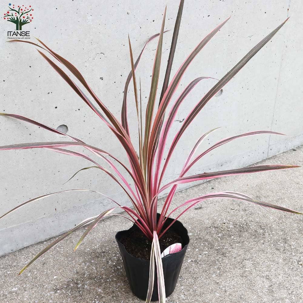 楽天市場】【送料無料】コルディリネ サウザンスプレンダー 観葉植物