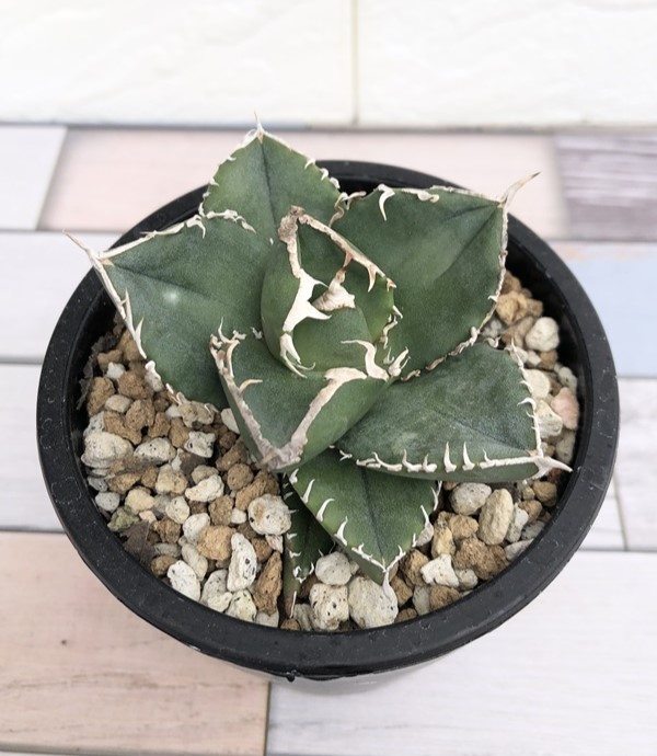 楽天市場】【花苗】アガベ チタノタ 'SAD' 10.5cmポット 1苗 : Ivy