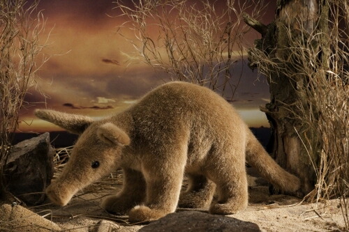 楽天市場】ケーセン ぬいぐるみ Kosen ツチブタ 35cm Aardvark 【 つち