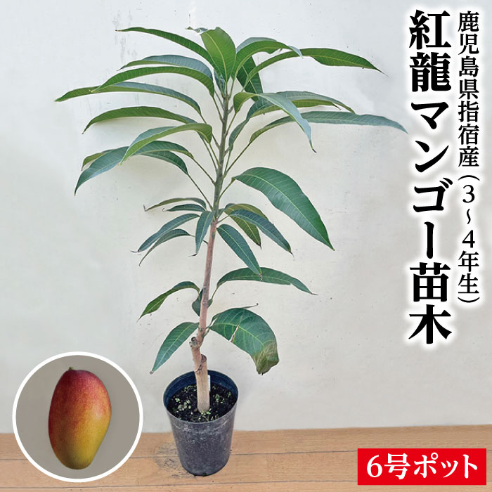 楽天市場】☆新商品入荷☆【紅龍マンゴー苗木1本 3〜4年生 6号ポット苗