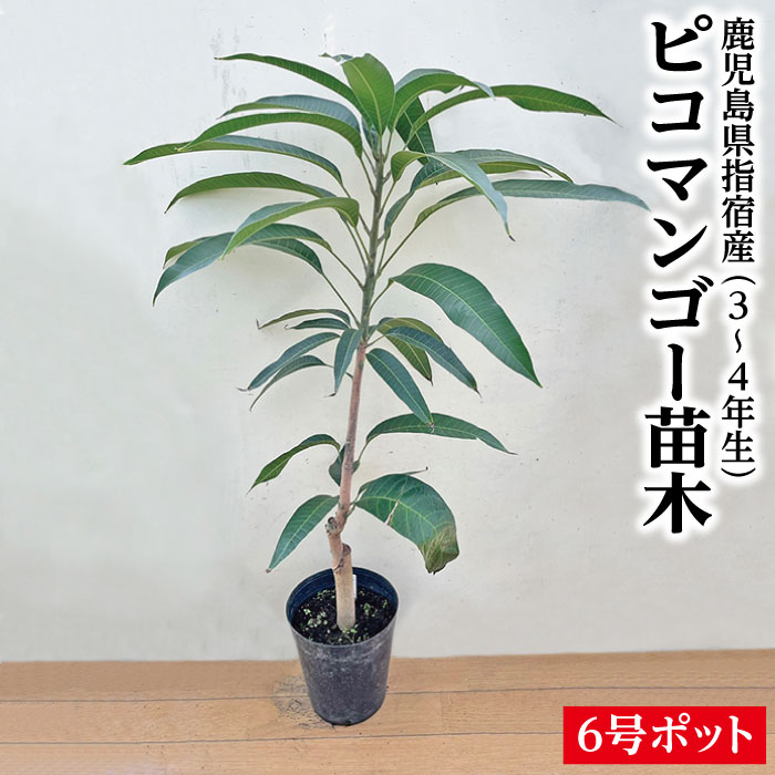楽天市場】入荷しました！☆希少レア☆【指宿産 ピコマンゴー 苗木1本