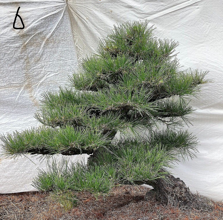 楽天市場】（株）一樹園 山採り黒松 庭木／樹齢150年 樹勢、根良好