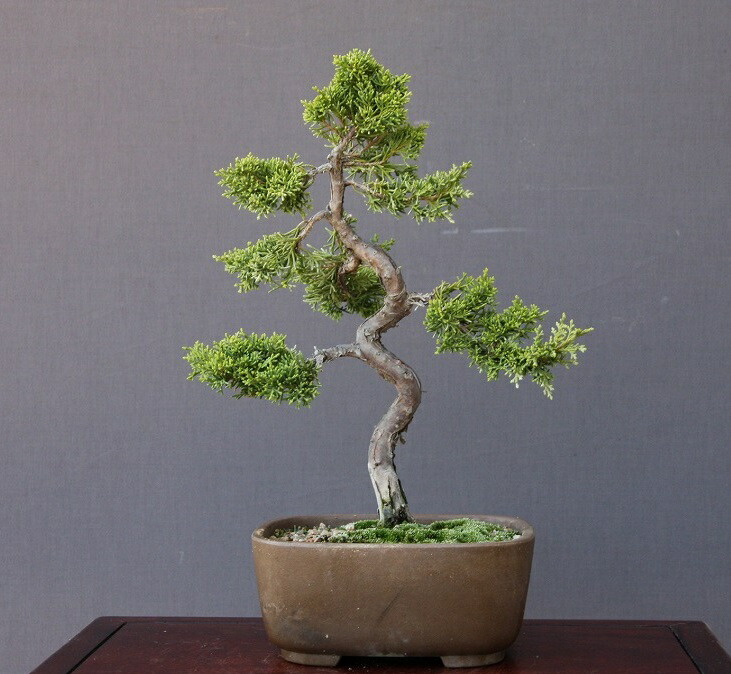 楽天市場】(株)一樹園 糸魚川真柏 貴風盆栽 樹齢18年 : 一樹園