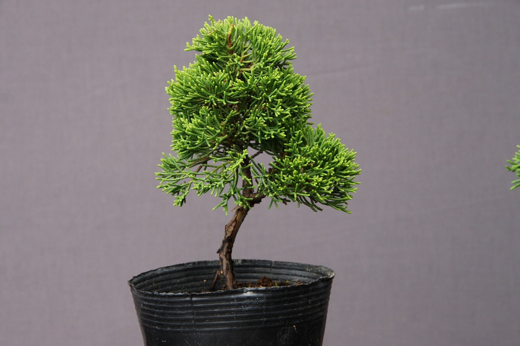 楽天市場】（株）一樹園 糸魚川真柏5本セット 小品盆栽／樹齢8年 : 一樹園