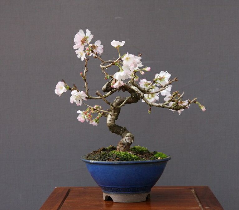 植木 盆栽 十月桜」の人気商品一覧 | 安い商品を通販サイトから探す