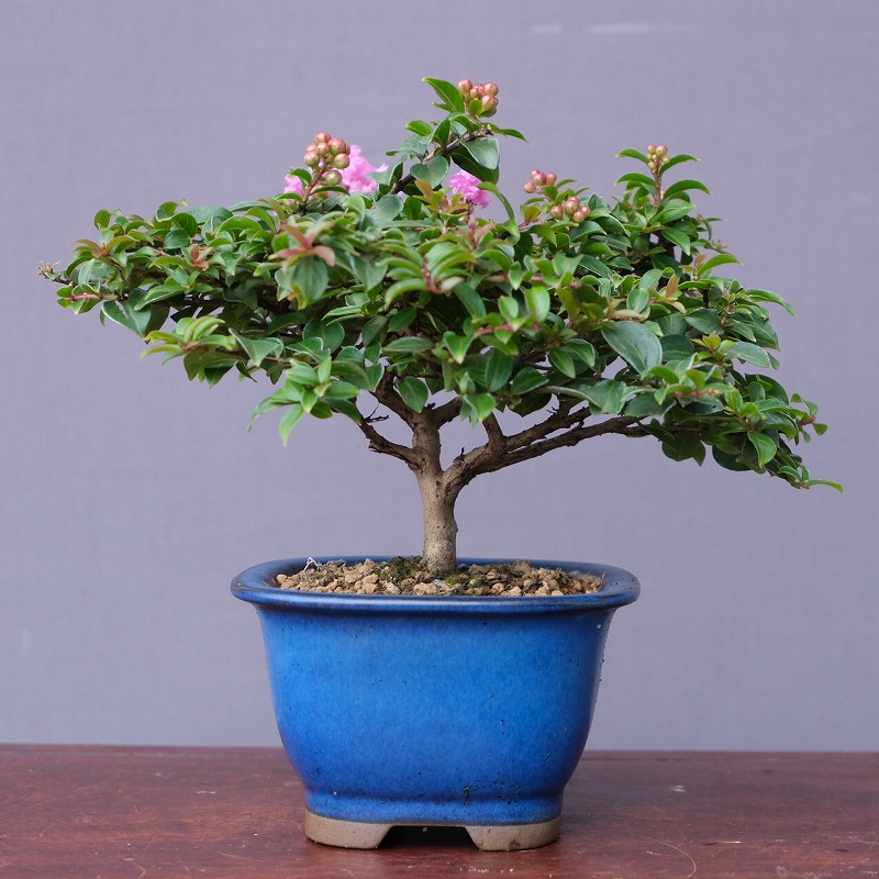 楽天市場】千寿姫 盆栽の通販