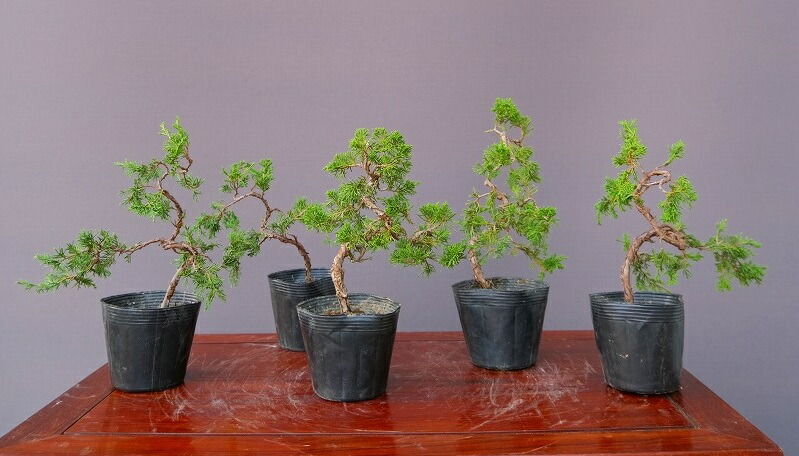 楽天市場】（株）一樹園 糸魚川真柏5本セット 小品盆栽／樹齢8年 : 一樹園