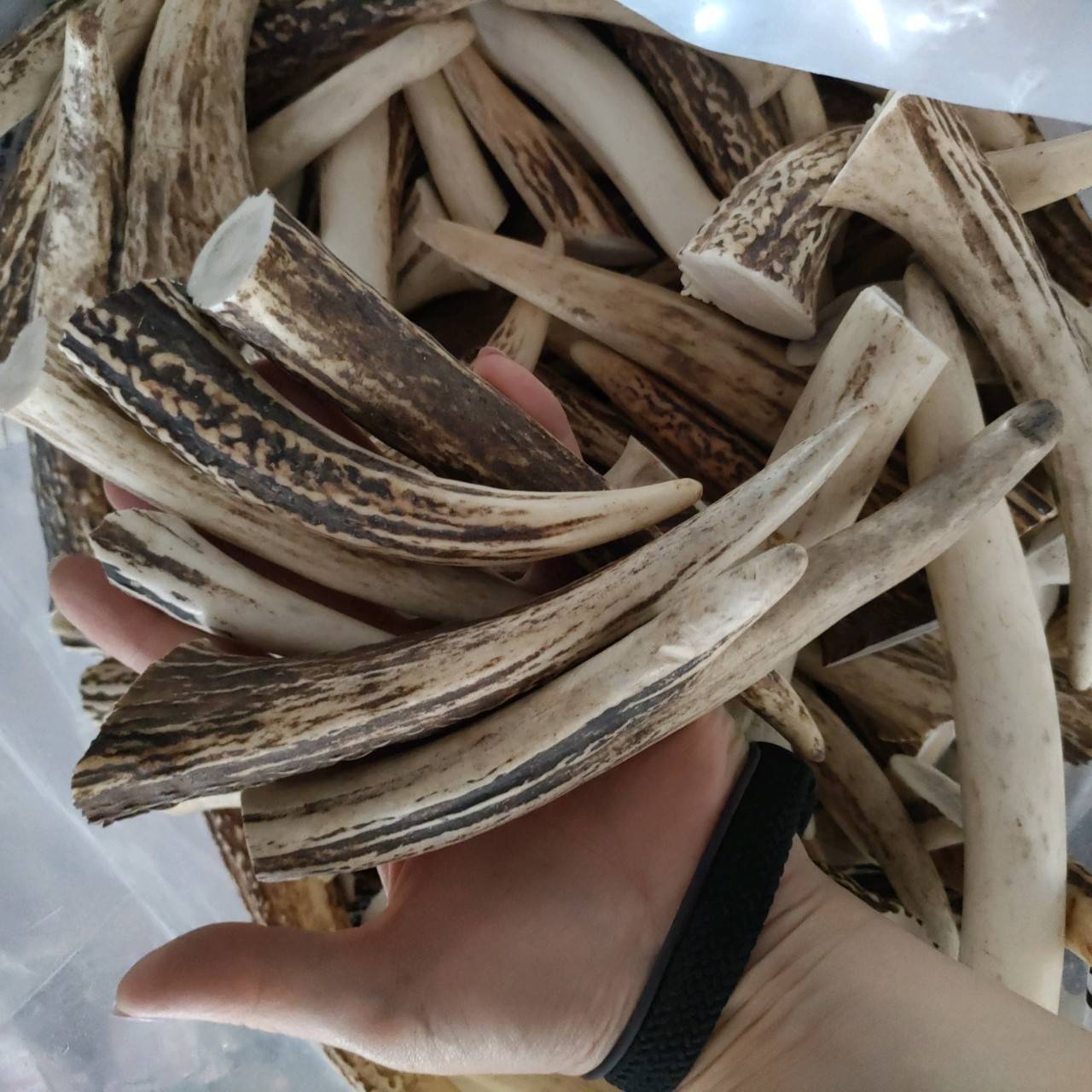 楽天市場】【訳あり】鹿の角 エゾシカの角 端材セット約1kg