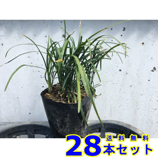 楽天市場】リュウノヒゲ (竜の髯) 9.0p 28本 グランドカバー 下草