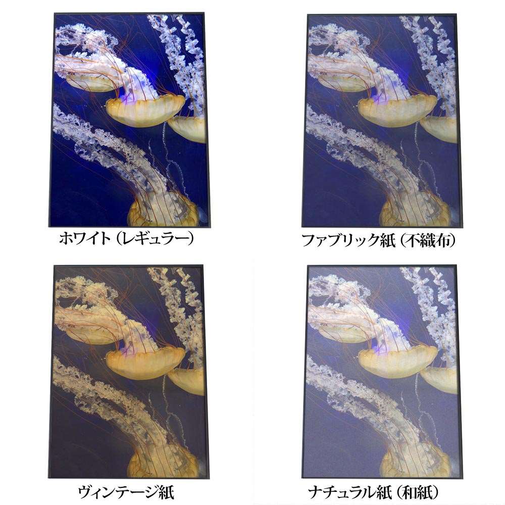 楽天市場】クラゲ くらげ ジェリーフィッシュ ポスター 海の生き物