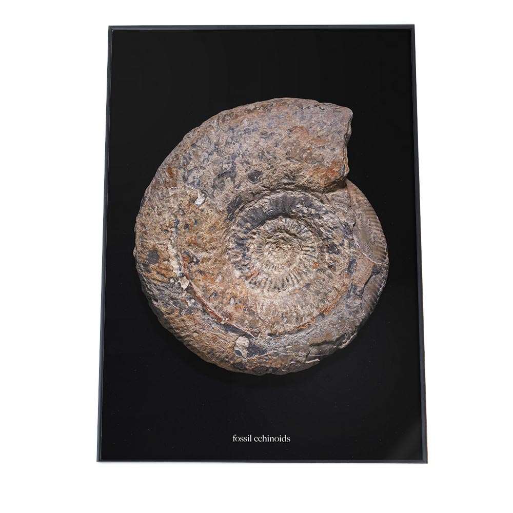 楽天市場】化石 インテリアの通販