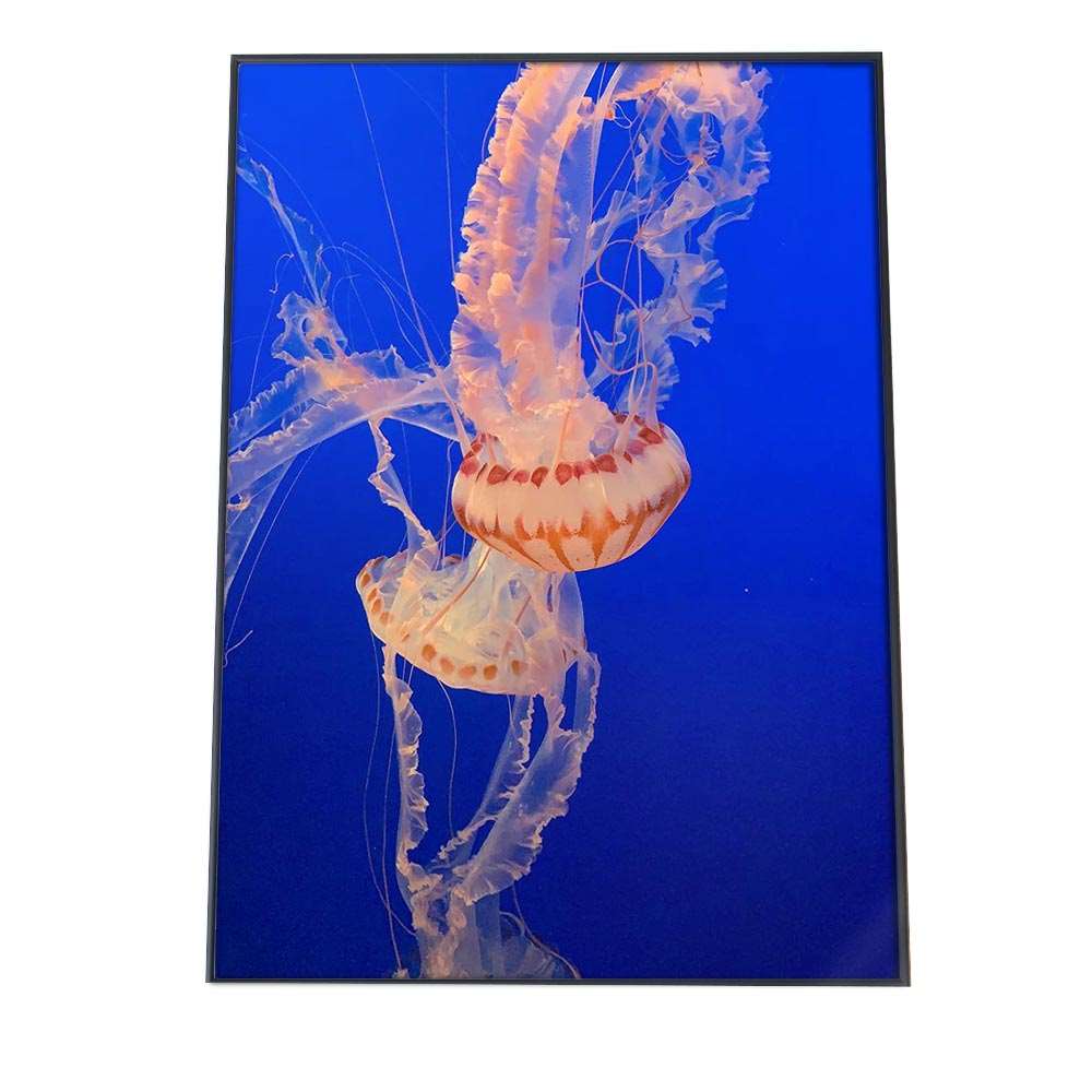 楽天市場】クラゲ くらげ ジェリーフィッシュ ポスター 海の生き物