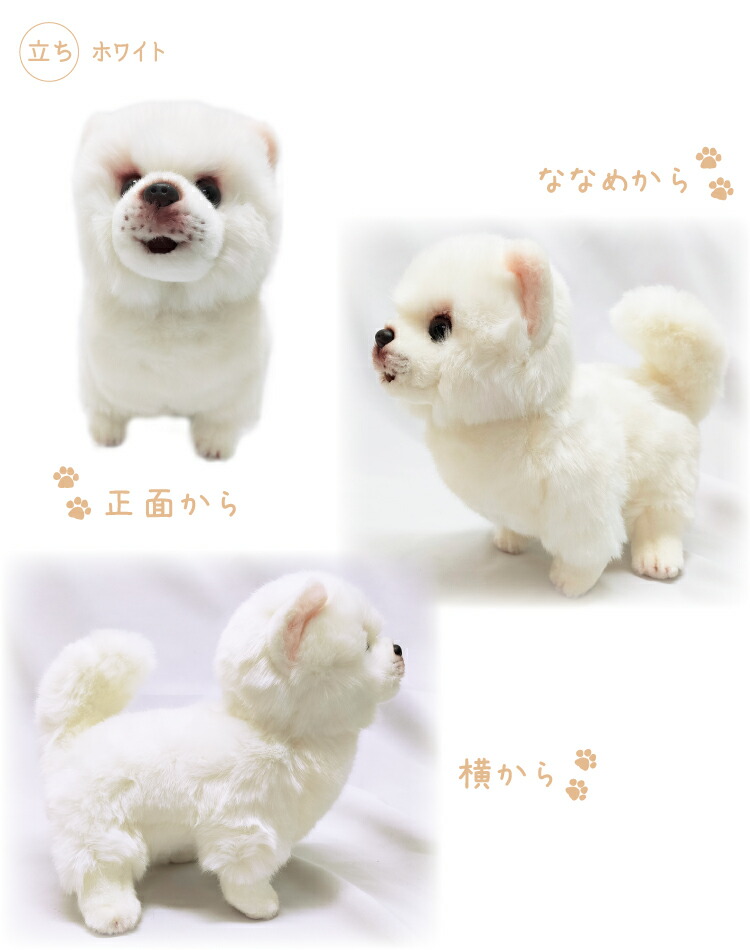 楽天市場】ポメラニアン サマーカット ぬいぐるみ クリーム 白 伏せ