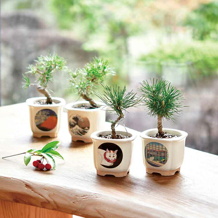 楽天市場】JAPANESE BONSAI 松 GD-64003 GD-64004 GD-64005 GD-64006