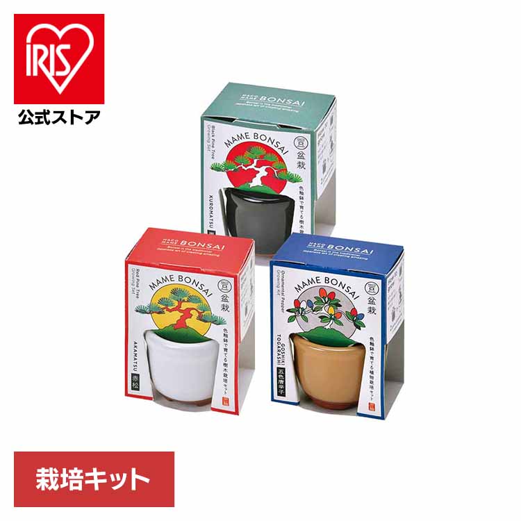 楽天市場】HACO MAME 盆栽栽培セット GD-96501 GD-96502 GD-96504栽培
