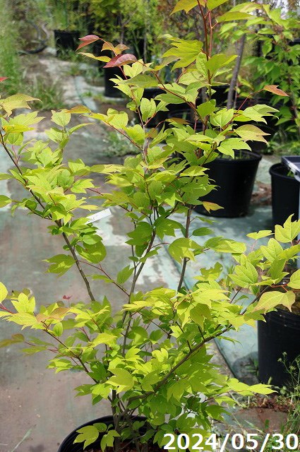 楽天市場】【現品・一点物No.0165-1】庭木 苗 シロモジ 根巻苗 10号