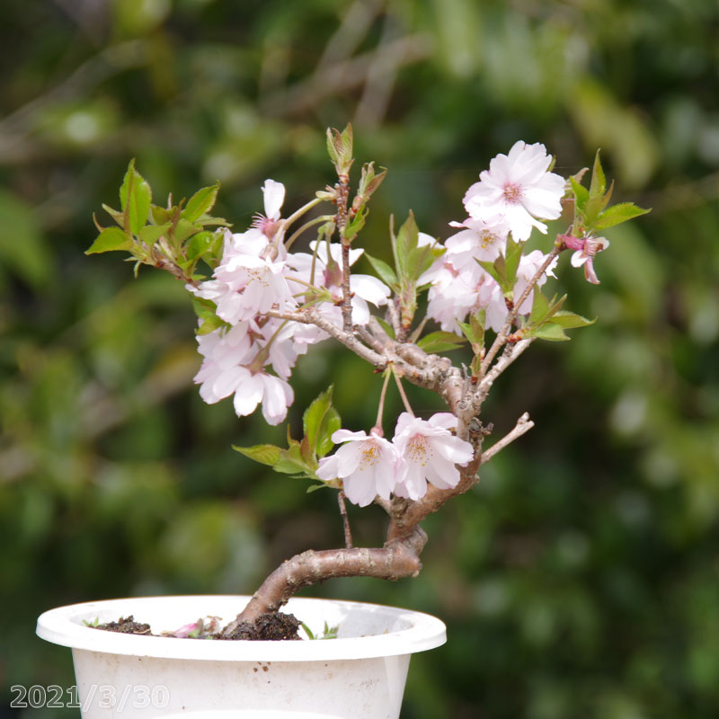 楽天市場】桜 苗木 十月桜（曲付き） 3.5号（10.5cm） 【盆栽素材