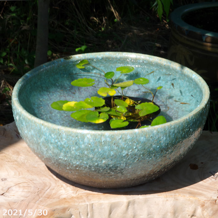 楽天市場】信楽焼 睡蓮鉢 陶器 緑窯変 めだか鉢 12号（37cm）＋お好き
