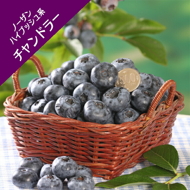 楽天市場】【スノキ属】ブルーベリーノーザンハイブッシュ系