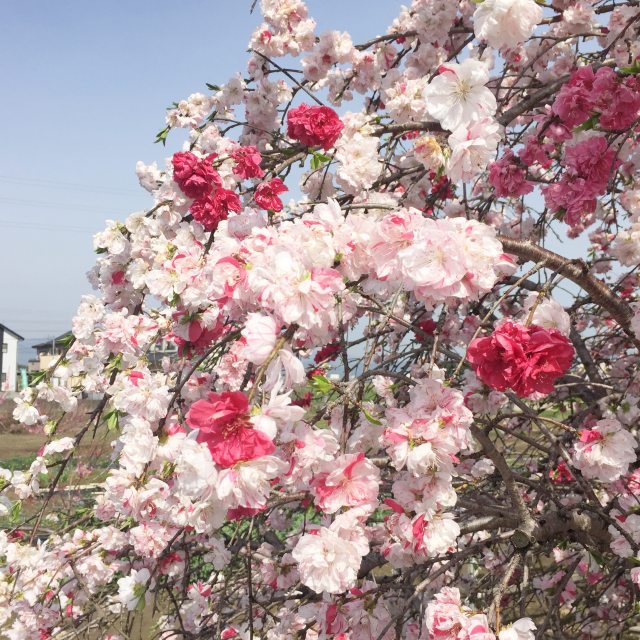楽天市場】【サクラ属】花桃枝垂れ源平八重咲き（接木苗）5号
