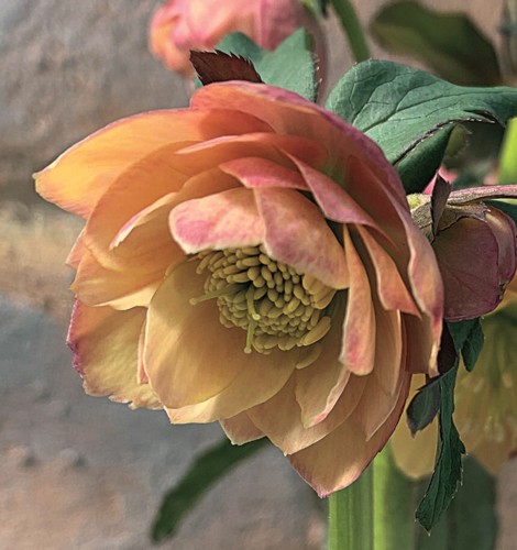 楽天市場】クリスマスローズ あんず小鞠(R) 3号メリクロンポット苗 1株