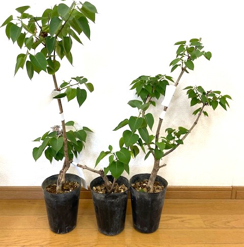 楽天市場】ライラック プレジデントグレビー 接木2年生 1本 : e-フラワー