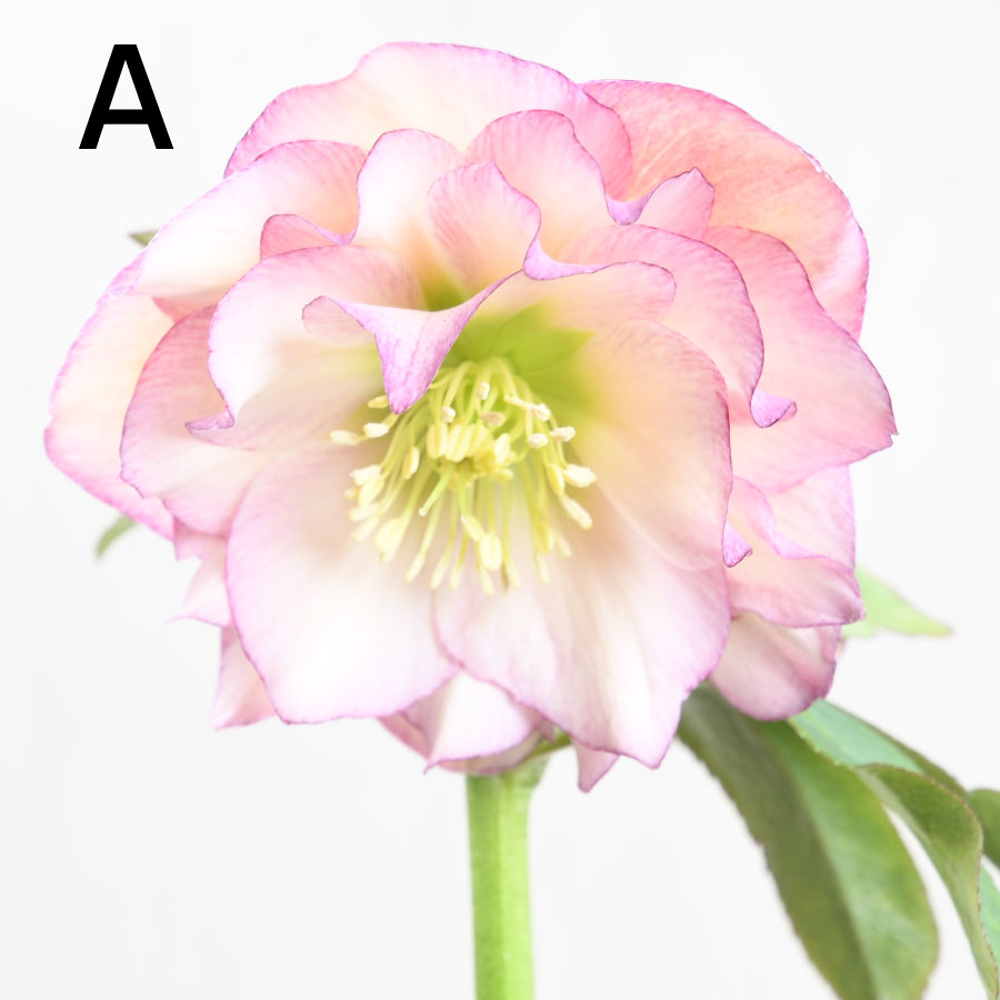 楽天市場】クリスマスローズ 【平田さん】【現品販売】 開花株 5号鉢