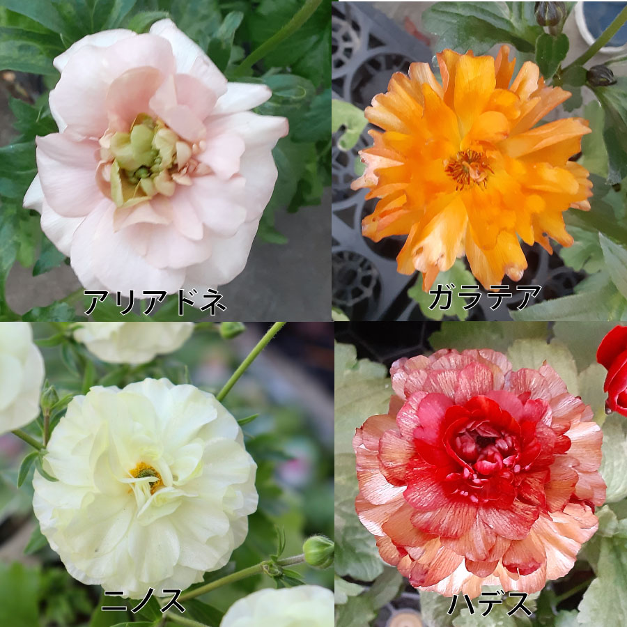 楽天市場】ラナンキュラス ラックス 5号鉢 アウラ エリス ティーバ