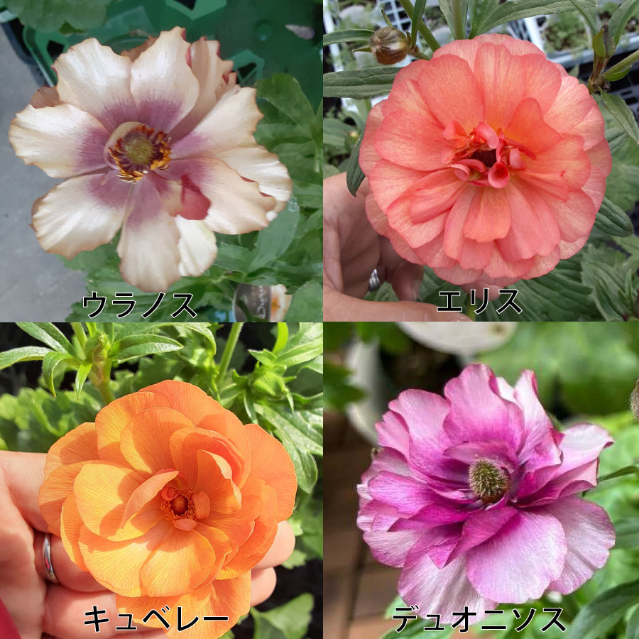 希少品種ラナンキュラスラックス ポスポロス 鉢花5号 55cm 現物発送