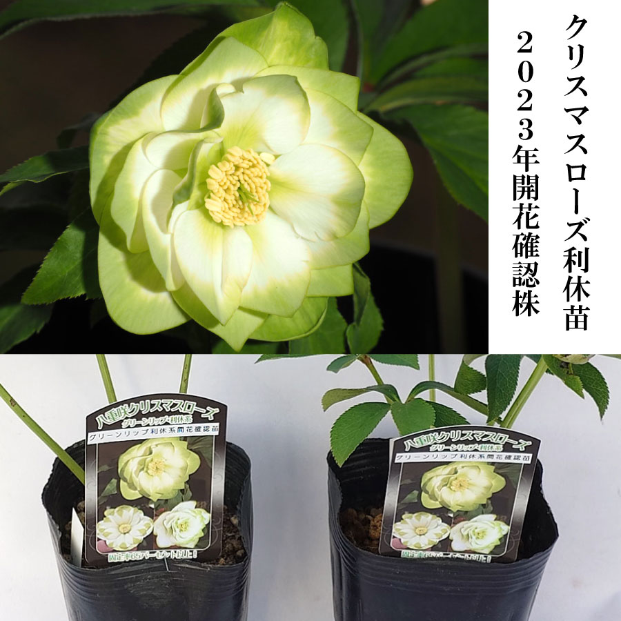 楽天市場】クリスマスローズ 利休系苗 グリーンリップ 曽田園芸 開花