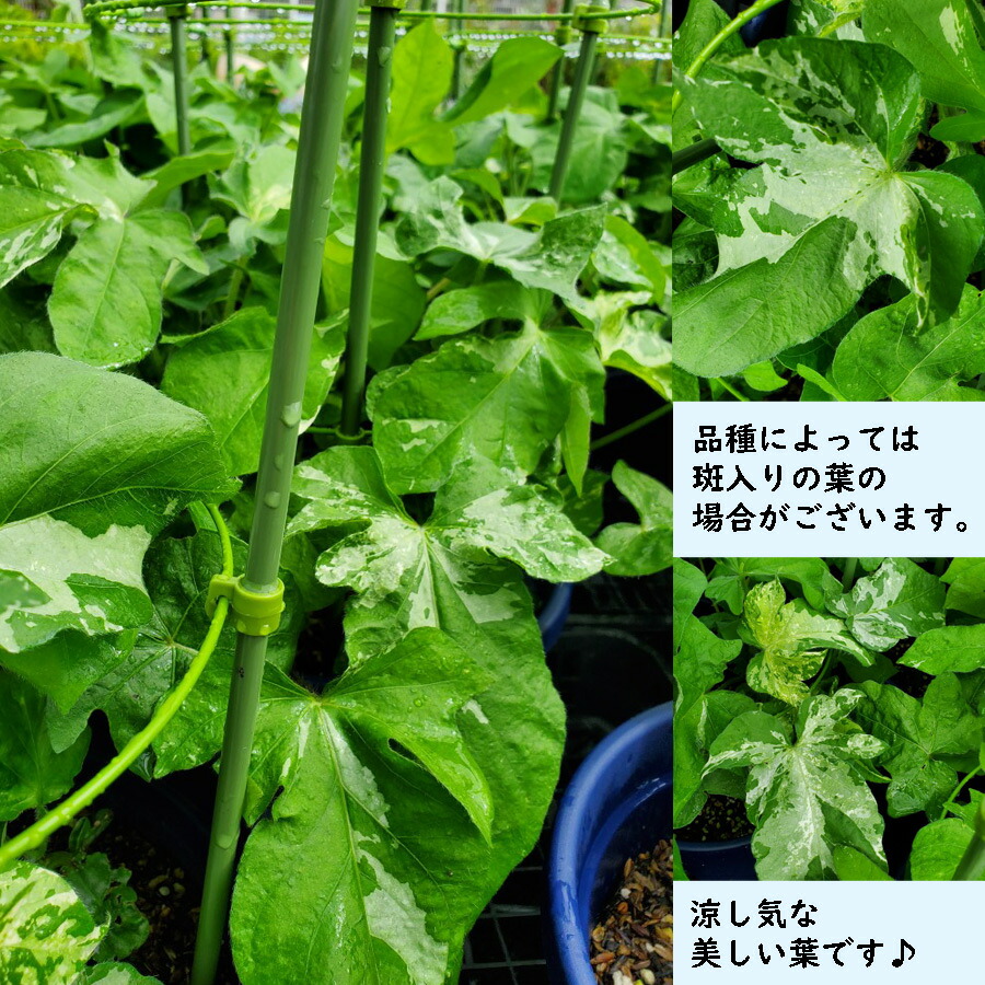 楽天市場】朝顔 鉢植え 7号 あさがお アサガオ あんどん仕立て 夏休み