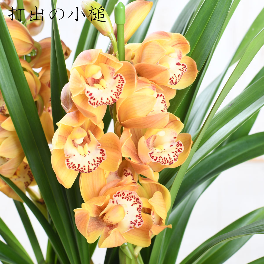 楽天市場】【セール品】 テーブル シンビジューム 4.5号 2本立ち