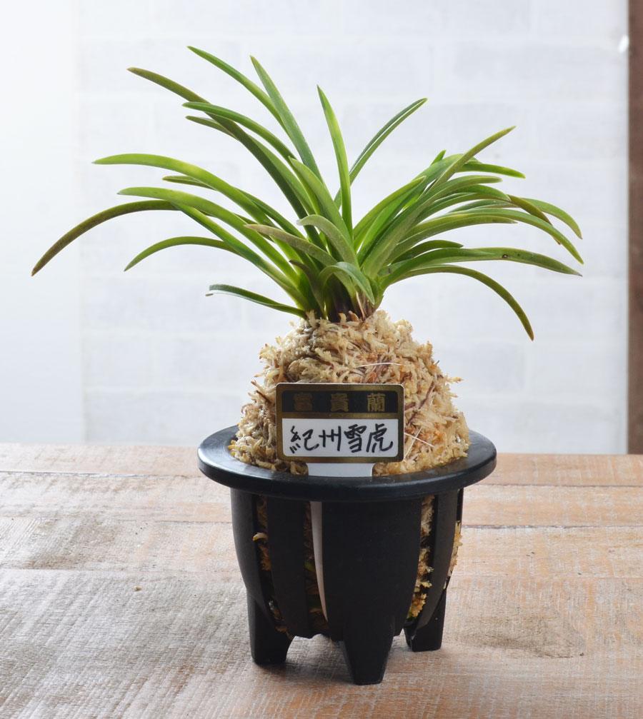 楽天市場】富貴蘭 風蘭 古典植物 現品 品種 紀州雪虎 きしゅうゆきとら