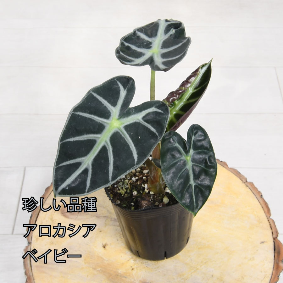 楽天市場】アロカシア ハートバルーン ベイビー 観葉植物 珍しい品種