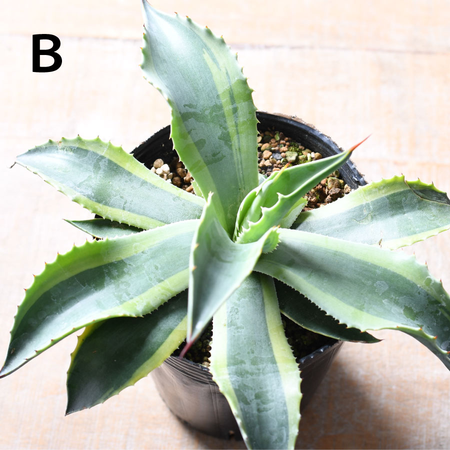 楽天市場】アガベ オバティフォリア オルカ 4号 【選べる現品】 斑入り