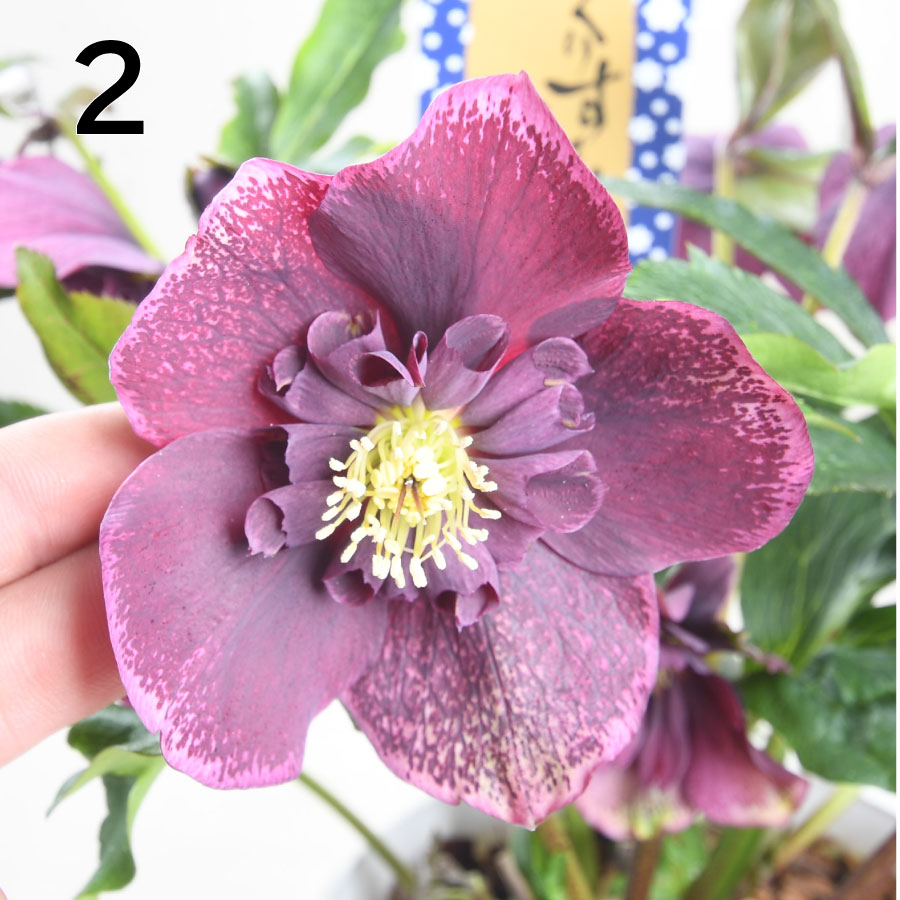 楽天市場】クリスマスローズ 【森花園さん】【現品販売】 ダブルエレン