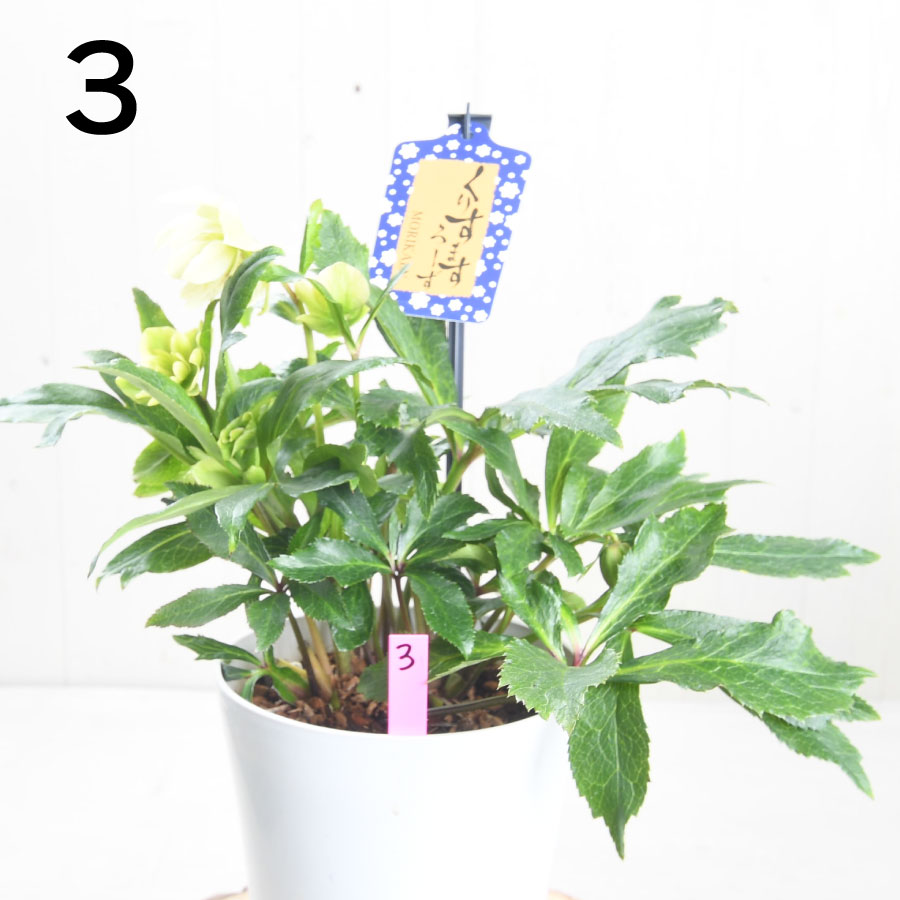 楽天市場】クリスマスローズ 【森花園さん】【現品販売】 ダブルエレン