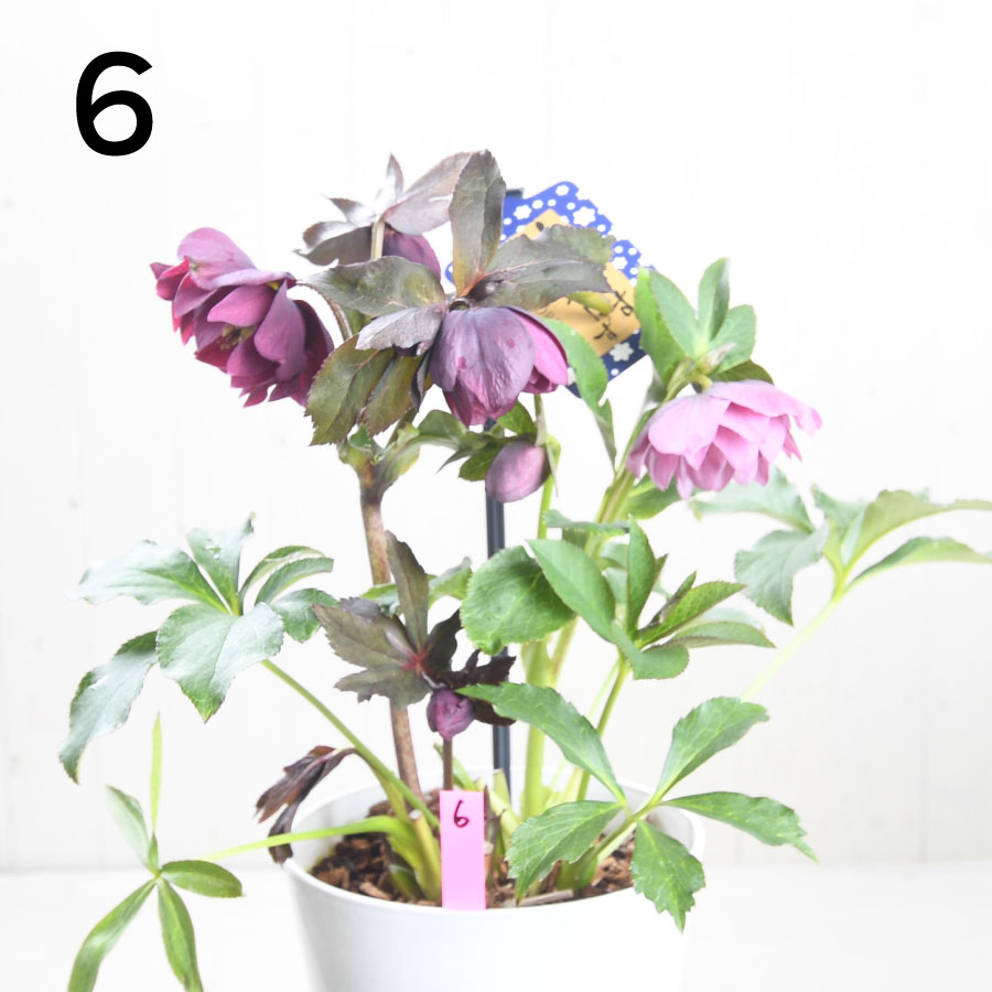 楽天市場】クリスマスローズ 【森花園さん】【現品販売】 ダブルエレン