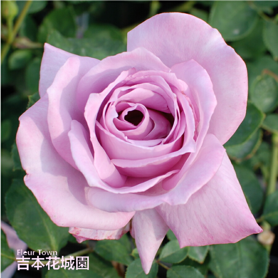 楽天市場】バラ苗 ブルームーン ハイブリッドティー ローズ 紫系 2年生