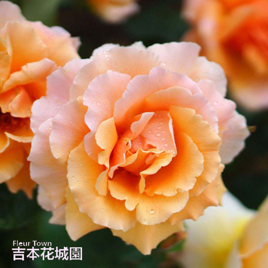 楽天市場】バラ苗 ジャストジョーイ ハイブリッドティー ローズ