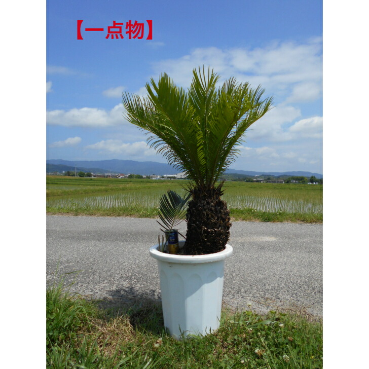 楽天市場】【一点物】 ソテツ 蘇鉄 株立ち極太い株 樹形きれい 子株