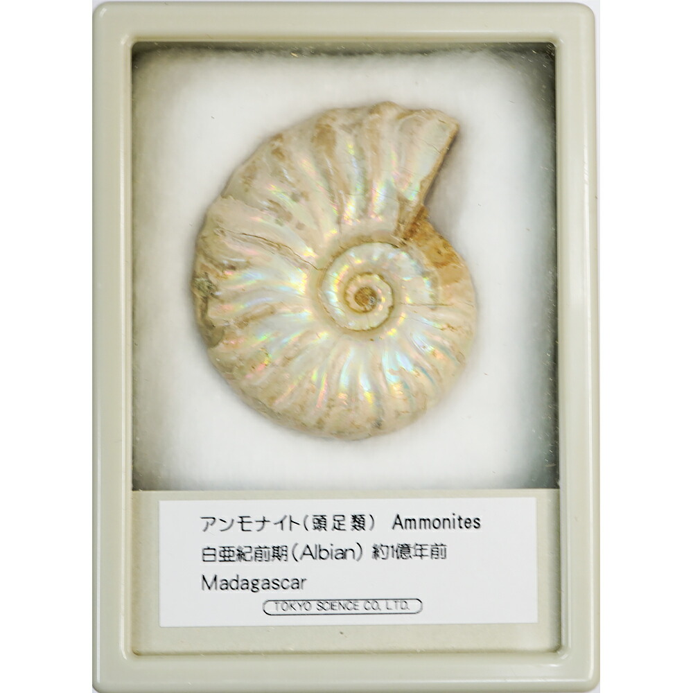 楽天市場】アンモナイト レインボー ケース入り LLサイズ マダガスカル