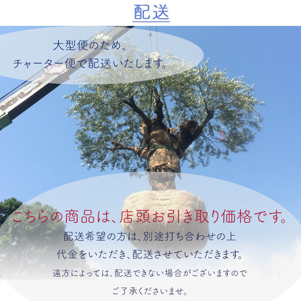 楽天市場】スペインオリーブ 古木 GUY シンボルツリー オリーブの木 約