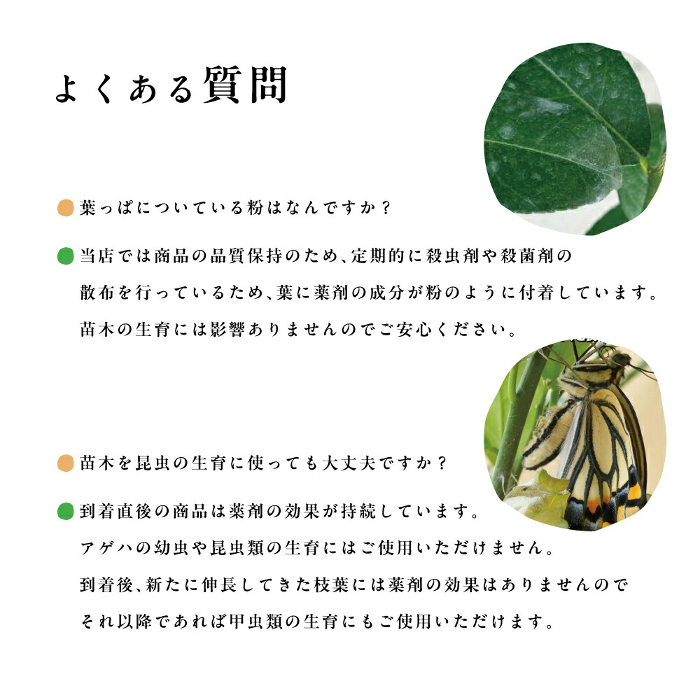 楽天市場】タチバナ(橘) 【特等2年生苗木】 苗木 みかんの木 接木苗