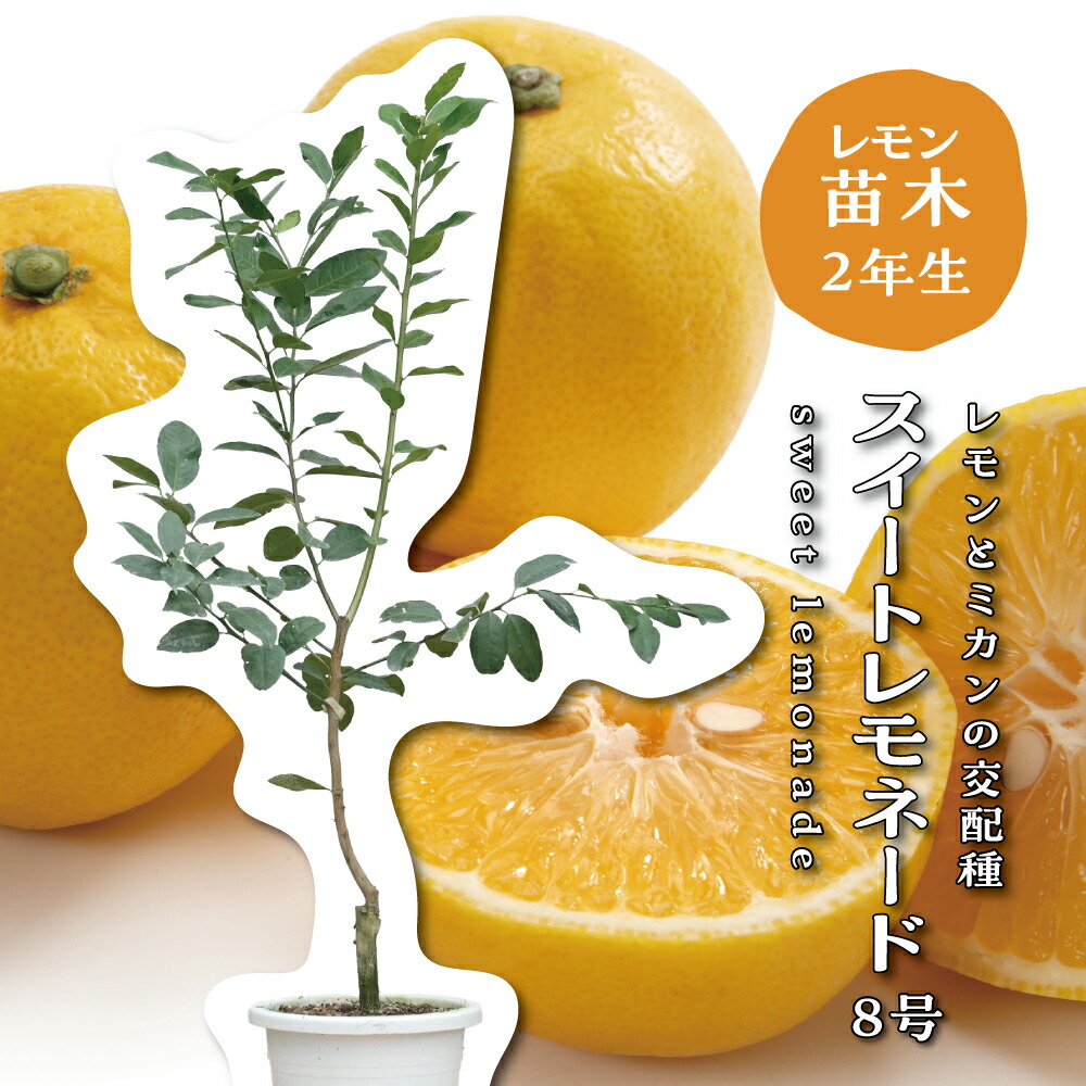 楽天市場】スイートレモネード レモネード レモンの木 レモン 苗木