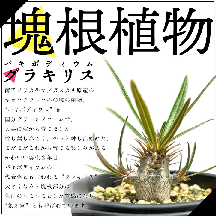 楽天市場】パキポディウム グラキリス 実生2年目 2.5号鉢 塊根植物