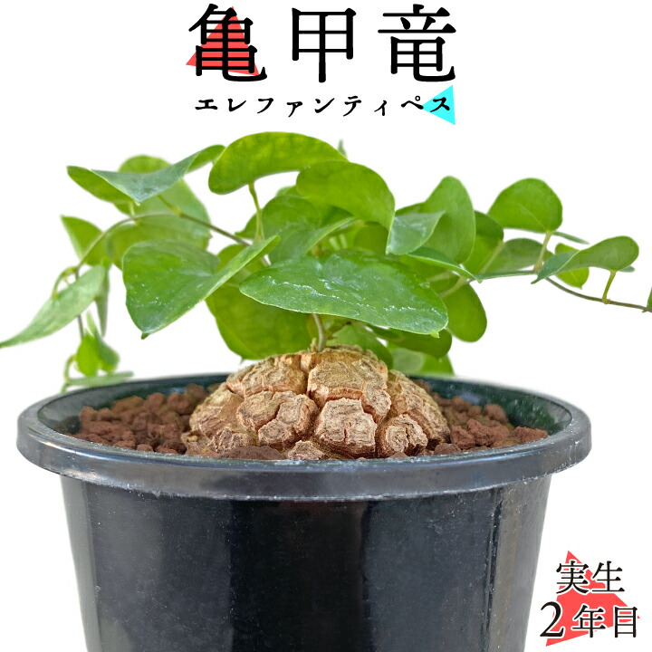 亀甲竜 鉢付き 実生 実生株 長谷川園芸 亀甲竜 株幅14センチ 鉢ごと