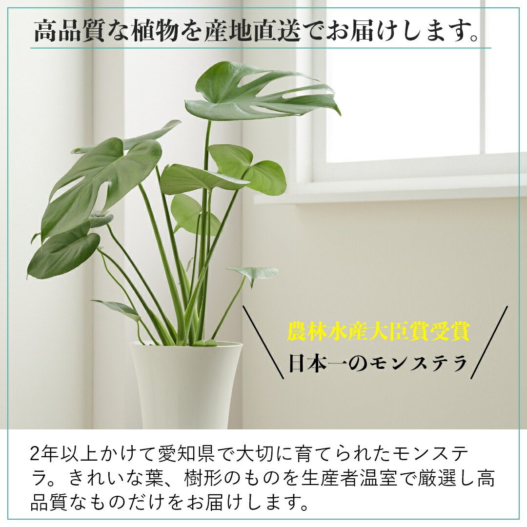 楽天市場】観葉植物 インテリア 名人のモンステラ デリシオサ Sサイズ